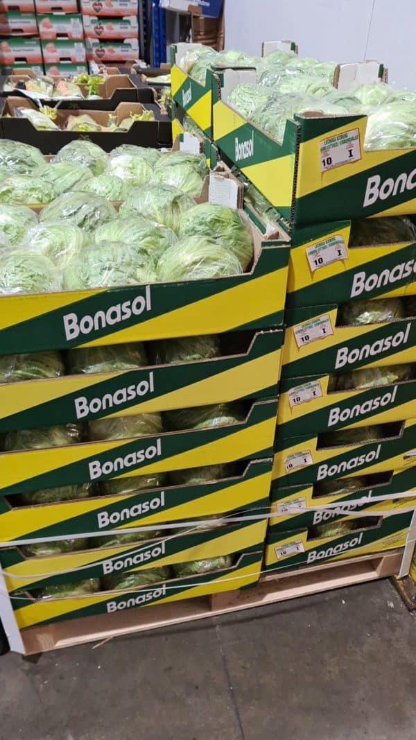 Lettuce (Iceberg)
