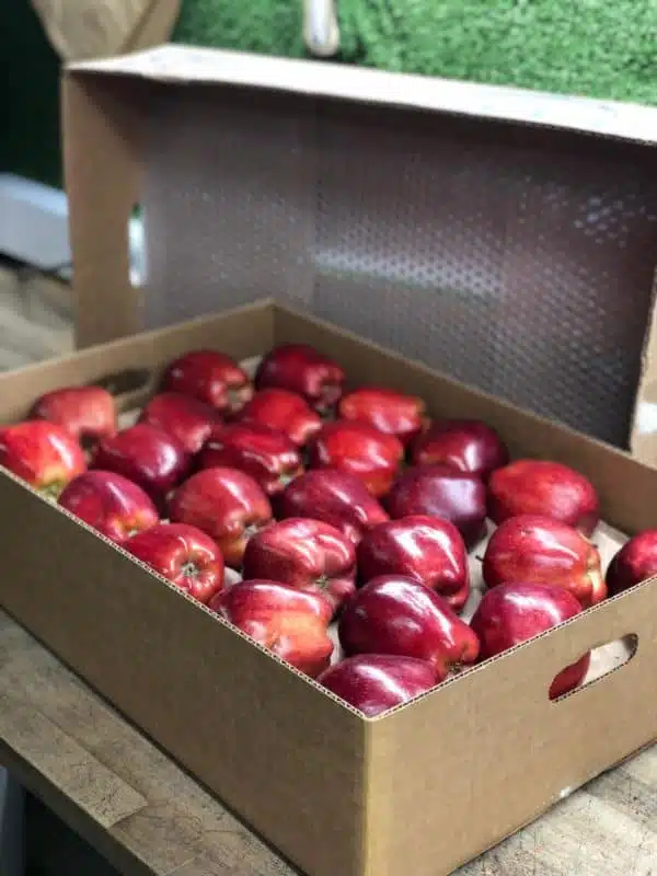 Apples (American Red)