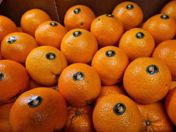 Oranges (Large Navels)