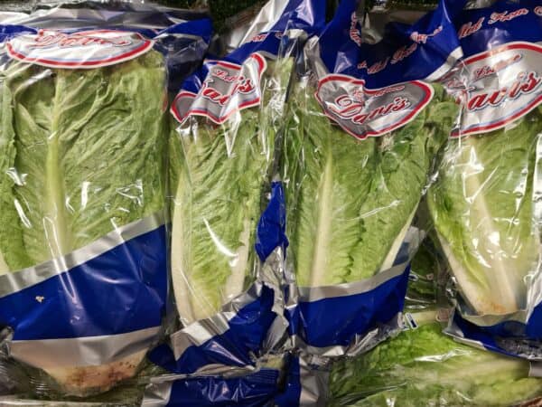 Lettuce (Cos/Romaine)