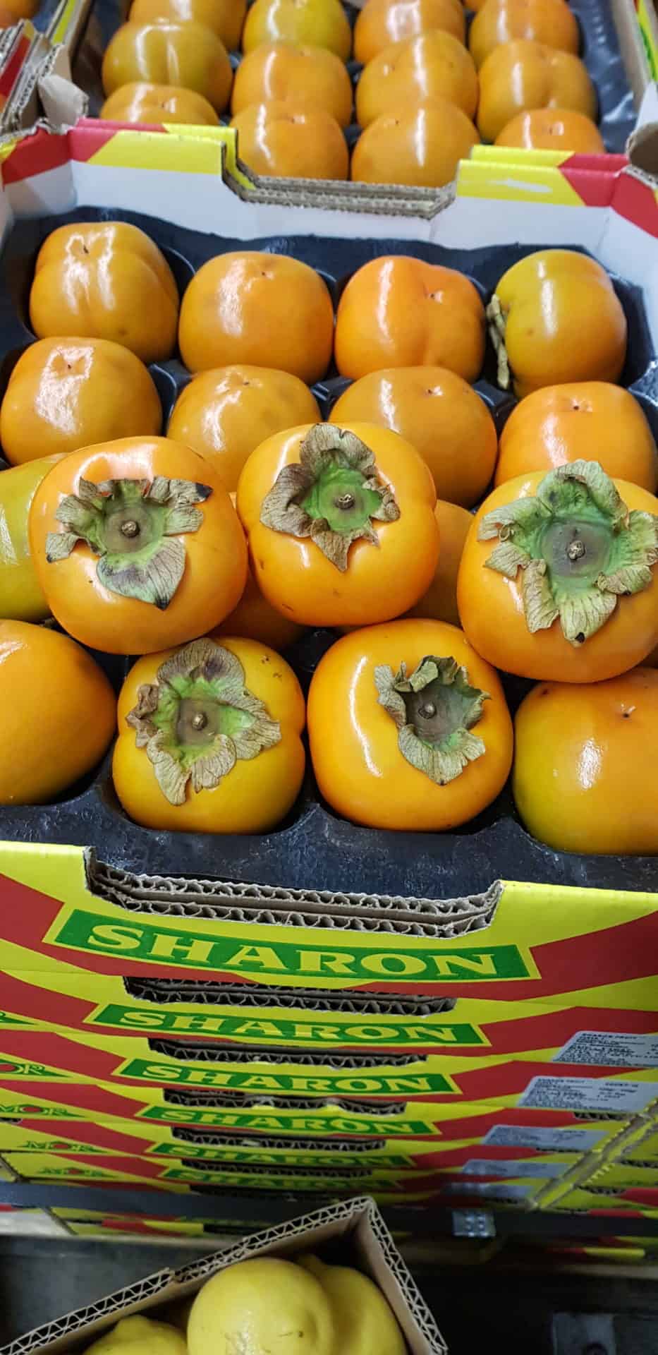 Sharon Fruits (South Africa)