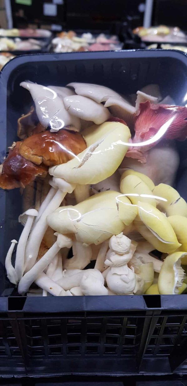 Mushrooms Wild