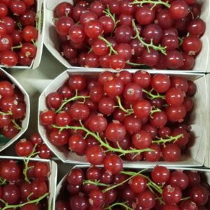 Redcurrant