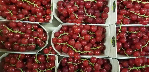 Redcurrant