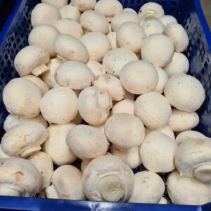 Mushrooms Cup