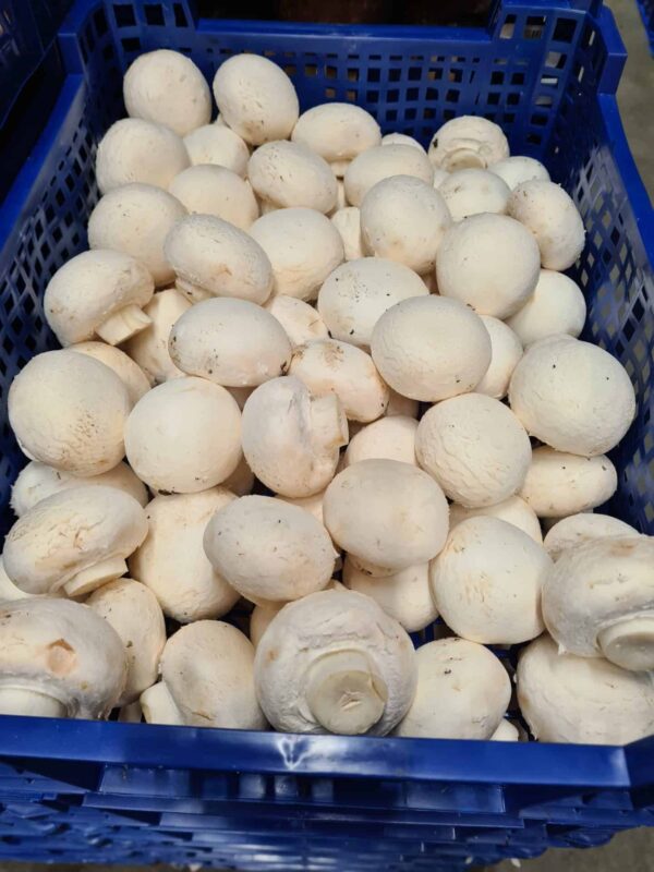 Mushrooms Cup