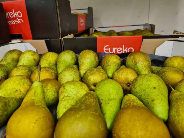 Conference Pears