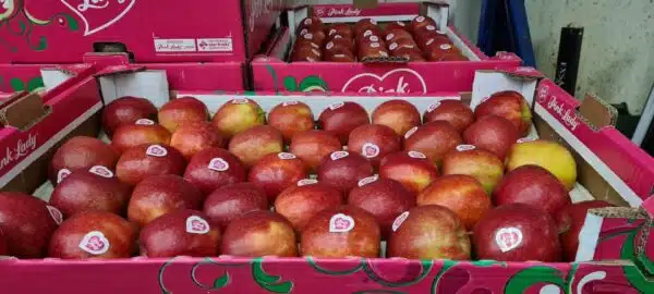 Apples (Pink Lady)