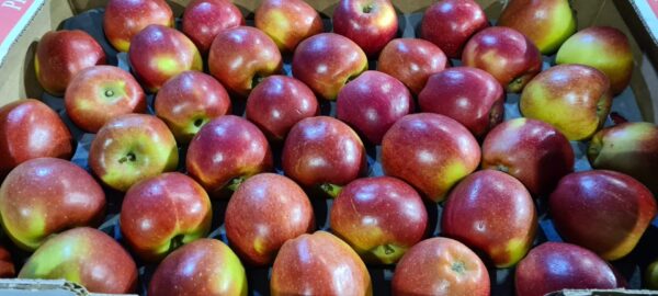 Apples (Braeburn)