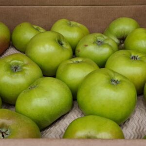 Apples (Bramley)