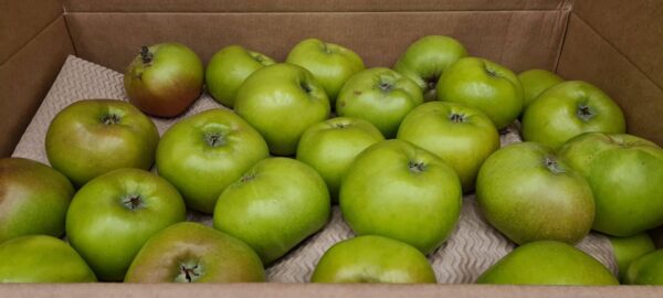 Apples (Bramley)