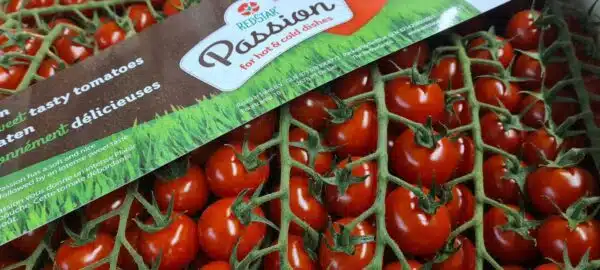 Tomatoes Cherry