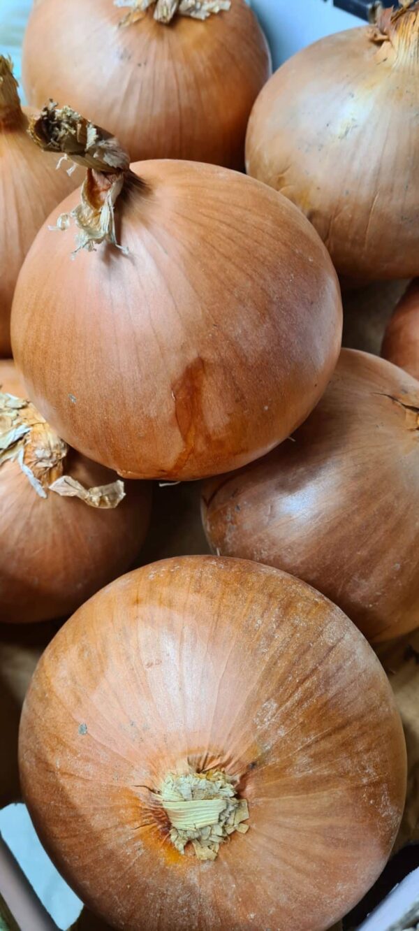 Onions (Spanish)