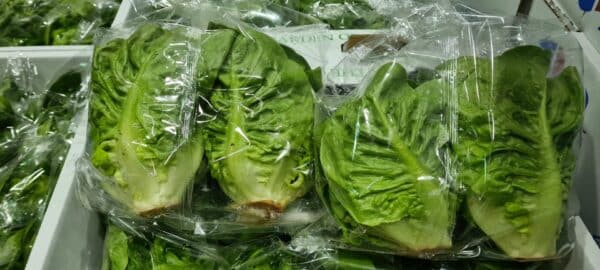 Lettuce (Little Gems) Twin Pack Large