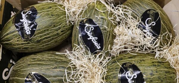 Melon Del Sapo