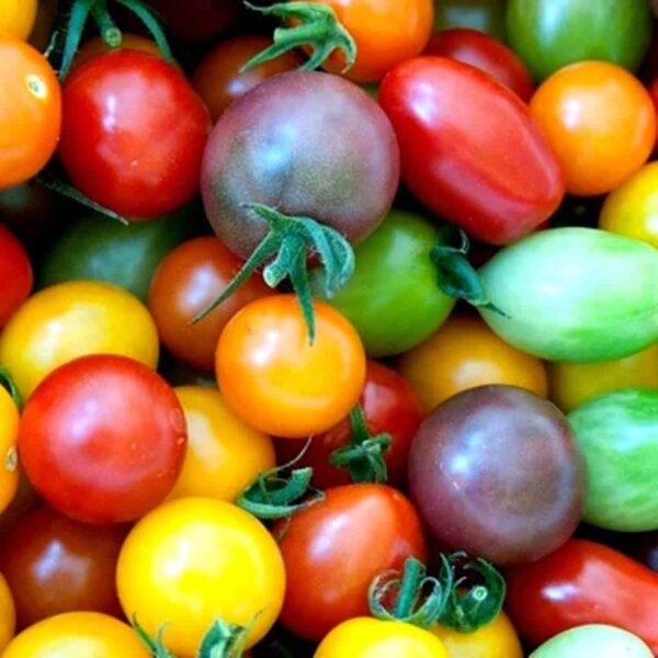 Tomatoes Heritage Cherry