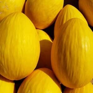 Melon Honeydew