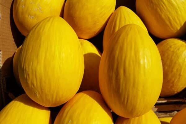 Melon Honeydew