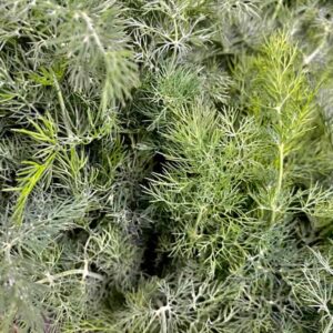 Herbs Dill