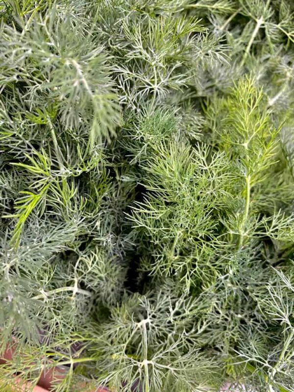 Herbs Dill