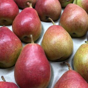 Pears Forelle