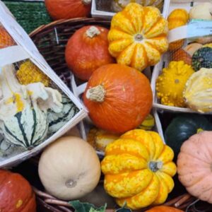 Pumpkin Squash (Gourds)