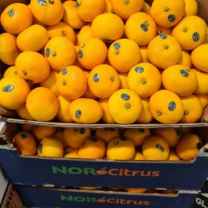 Clementine (New Season)