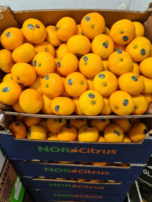 Clementine (New Season)