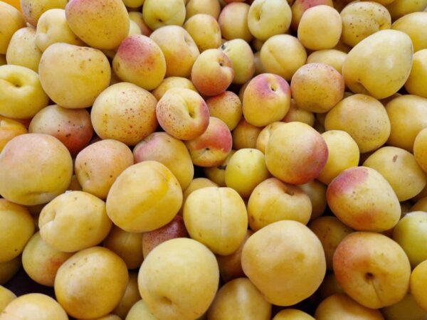 Apricots Small (Turkish)