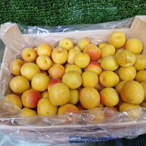 Apricots Turkish (2 KG Box)