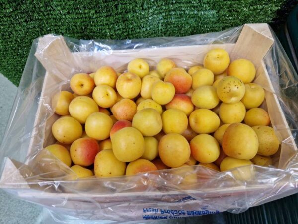Apricots Turkish (2 KG Box)