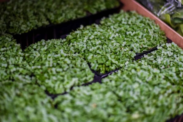 Salad Cress