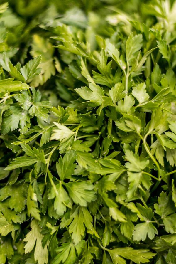 Herbs Flat Leaf Parsley
