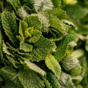 Herbs Mint