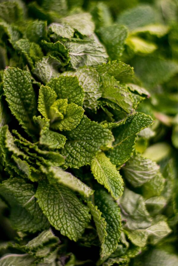 Herbs Mint