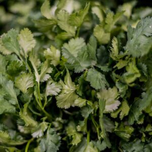 Herbs Coriander