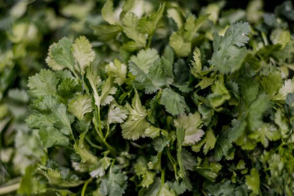 Herbs Coriander