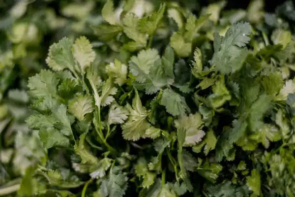 Herbs Coriander