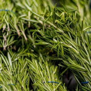 Herbs Rosemary