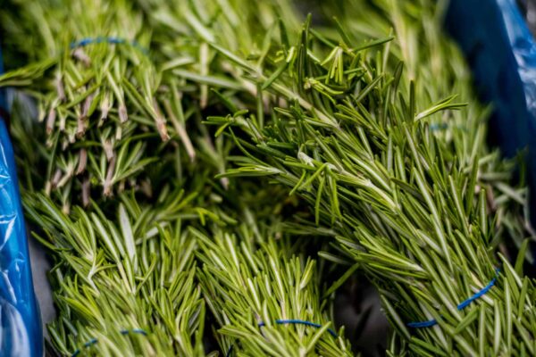 Herbs Rosemary