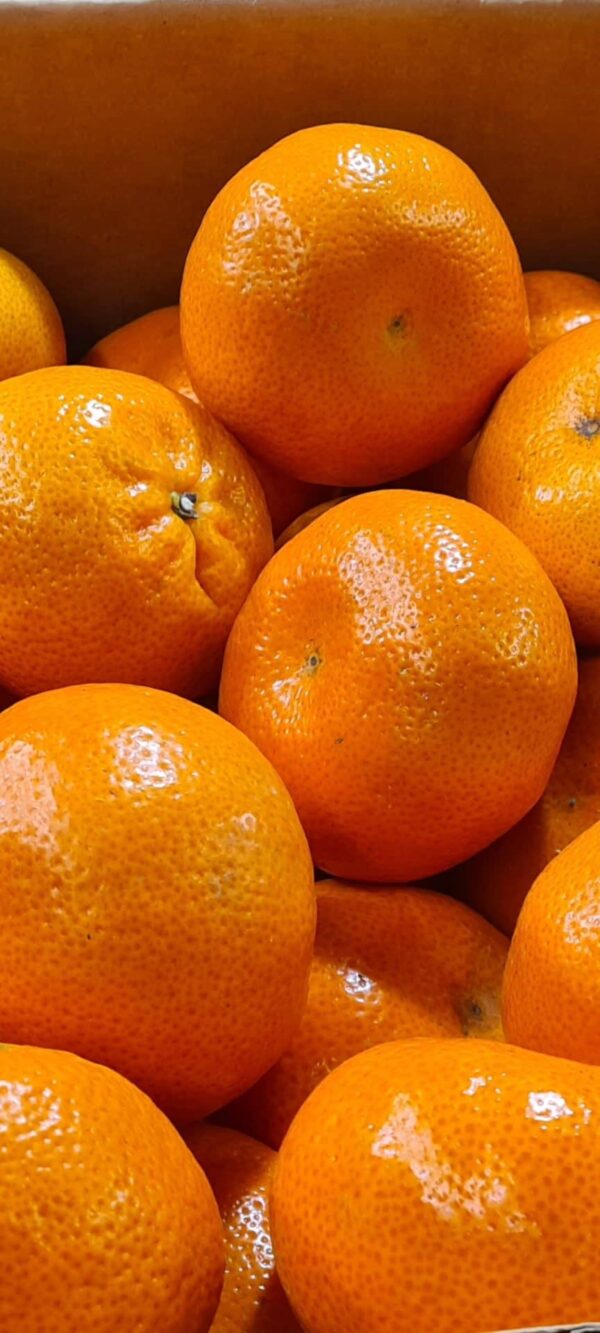 Nadorcott