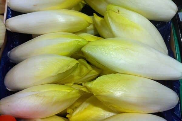 Chicory (Endive)