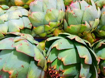 Extra Large Globe Artichokes