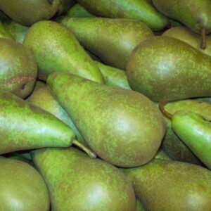 Pears (Conference) Extra large