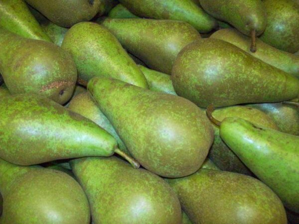 Pears (Conference) Extra large
