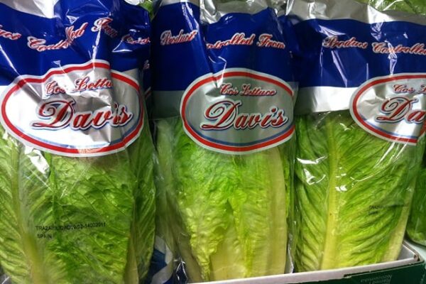 Lettuce Romaine (Large)