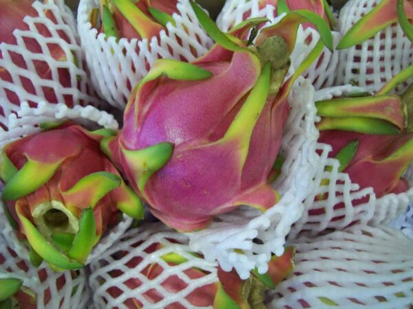 Dragon Fruits