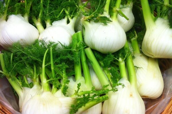 Fennel