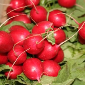 Radish (Loose)
