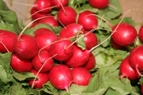 Radish (Loose)